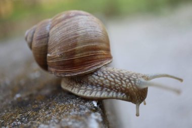 Taştaki salyangoz. Bahçedeki salyangoz salyangozuna yakın bir kayada salyangoz.