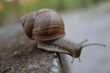 Taştaki salyangoz. Bahçedeki salyangoz salyangozuna yakın bir kayada salyangoz.