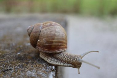 Taştaki salyangoz. Bahçedeki salyangoz salyangozuna yakın bir kayada salyangoz.