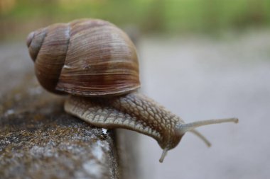 Taşın üstünde salyangoz var. Bahçedeki salyangoz salyangozuna yakın bir kayada salyangoz.