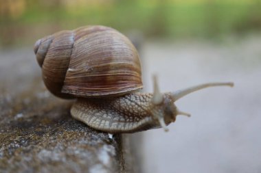 Taştaki salyangozun içinde salyangoz var. Bahçedeki salyangoz salyangozuna yakın bir kayada salyangoz.