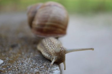 Bahçedeki salyangoz, bahçedeki salyangozun kapağını kapat.