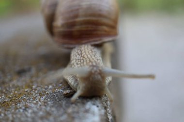 Beyaz bir arka planda sürünen salyangoz. Bahçedeki salyangoz gibi.