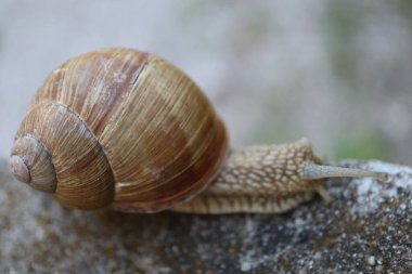 Taştaki salyangoz. Kayadaki salyangoz