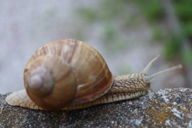 Taştaki salyangoz. Kayadaki salyangoz