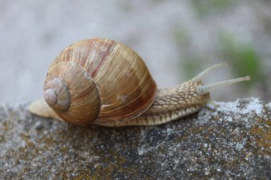 Taştaki salyangoz. Kayadaki salyangoz