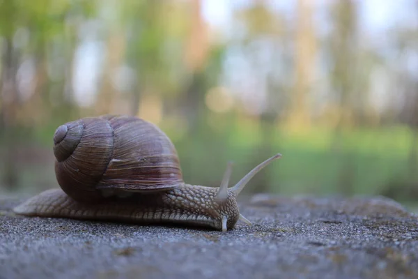 Taşın üzerindeki salyangoz doğa salyangozu kavramı. Bahçedeki salyangoz salyangozuna yakın bir kayada salyangoz.
