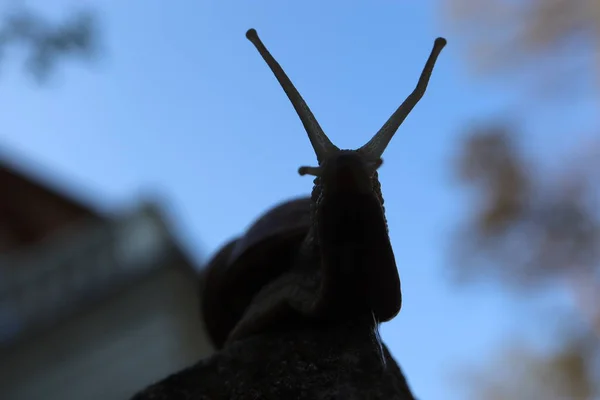 Duvardaki salyangoz, taştaki doğa salyangozu kavramı. Bahçedeki salyangoz salyangozuna yakın bir kayada salyangoz.