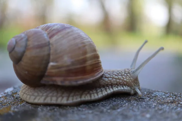 Taştaki salyangoz. Bahçedeki salyangoz salyangozuna yakın bir kayada salyangoz.