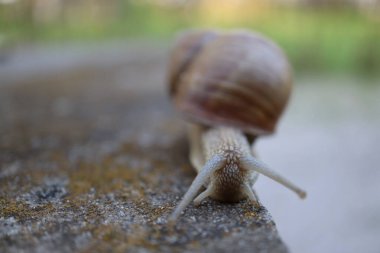 Duvardaki salyangoz, taştaki doğa salyangozu kavramı. Bahçedeki salyangoz salyangozuna yakın bir kayada salyangoz.
