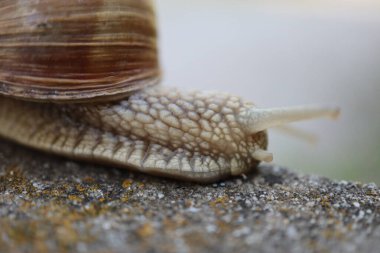 Taştaki salyangoz. Kapat..