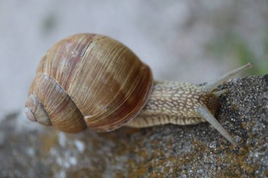 Bahçedeki salyangoz