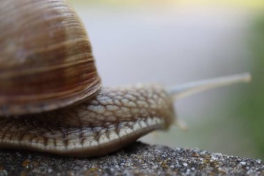 Salyangoz taşın üstünde yerde sürünüyor. Kapat..