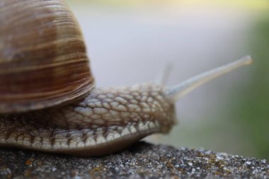Taştaki salyangoz. Kapat. Beyaz arkaplanda salyangoz