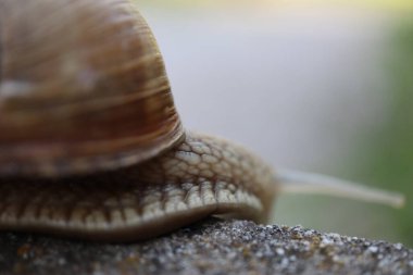 Tahta bir arka planda salyangoz