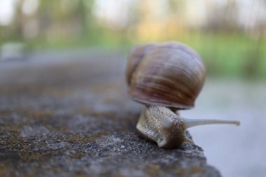 Bahçedeki salyangoz