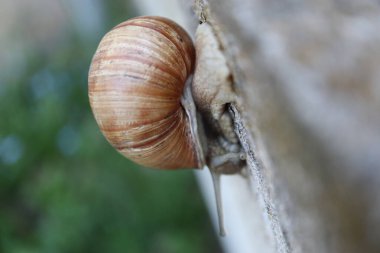 Duvardaki salyangozda sürünen salyangoz, taştaki doğa salyangozu kavramı. Bahçedeki salyangoz salyangozuna yakın bir kayada salyangoz.