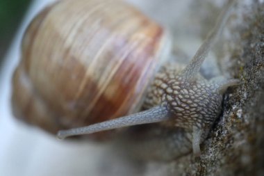 Bahçedeki salyangozun, bahçedeki salyangozun, bahçedeki salyangozun, bahçedeki salyangozun, hayvanın, doğadaki, faunadaki salyangozun yakın çekimi.