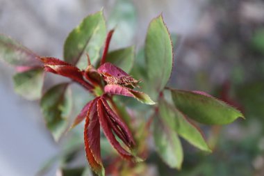 Çiçek güzel bir bitkidir.