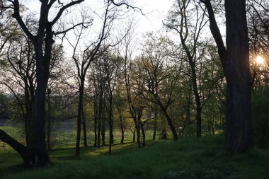 Ağaçlı ve yeşil yapraklı güzel bir manzara.