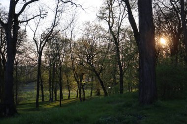 Parkta gün batımı