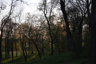 Ormanın güzel manzarası