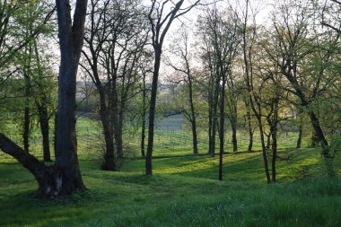 Bahar parkında güzel yeşil çayır.