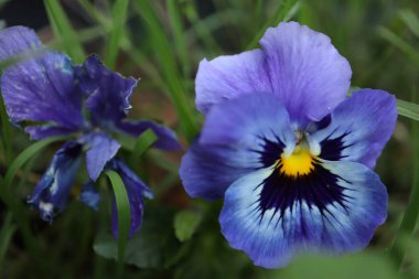 Doğadaki nonoş çiçeği.