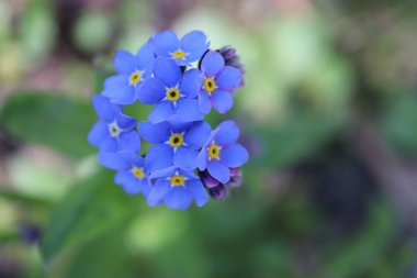 Yeşil arka planda mavi çiçekler.