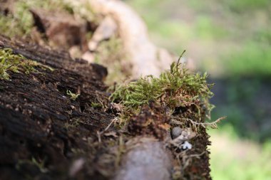 Ormandaki bir ağacın kabuğundaki güzel yeşil yosun manzarasını kapat..