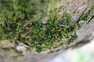 Ormandaki bir ağacın kabuğundaki güzel yeşil yosunların yakın görüntüsü. Ağaç kabuğunda yosun ve yosun. Ağaçta yetişen güzel yosunların yakın görüntüsü. Ağaçta yetişen yeşil yosunların.