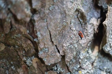 kırmızı ağaç kabuğu, doku