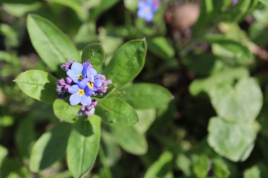 doğa arka plan üzerinde mavi çiçek