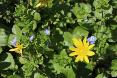 Yakın plan - çiçek açan güzel çiçeklerin görüntüsü