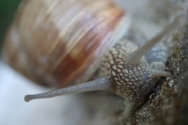 Bahçedeki salyangoz, doğadaki salyangoz, bahçedeki salyangoz, bahçedeki salyangoz, hayvan, doğa, yerdeki fauna salyangozu.