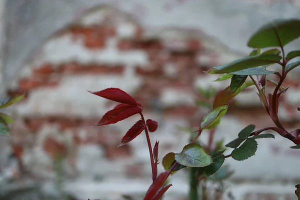 Bahçedeki kırmızı çiçekler