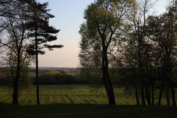 Gün batımında Bir Tarlada Ağaç