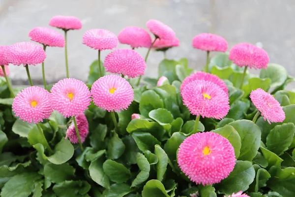 Bahçedeki güzel çiçekler