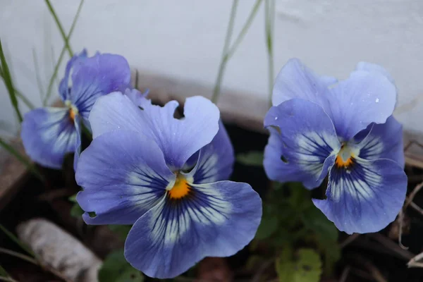 Bahçede büyüyen güzel iris çiçekleri