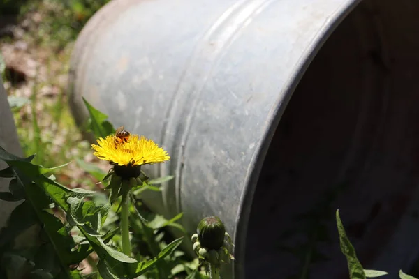 Bahçedeki güzel çiçekler çimenlerin üzerinde eski paslı metal borular bahçedeki bahçe işlerinde sarı karahindibalar ve yerde boş kovalar.