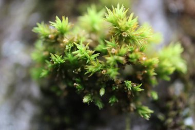 Bir ağaç kabuğundaki yosun ve yosunları kapatın. Ormanda yetişen güzel yosunları yakından izleyin. Ağaçta yetişen yeşil yosunları yakından izleyin.