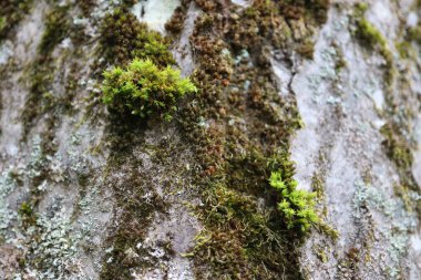 Ağaç kabuğunda yosun, ağaç kabuğunda yosun ve ağaçta yetişen güzel yosunların yakın görüntüsü. Ağaçta yetişen yeşil yosunlar.