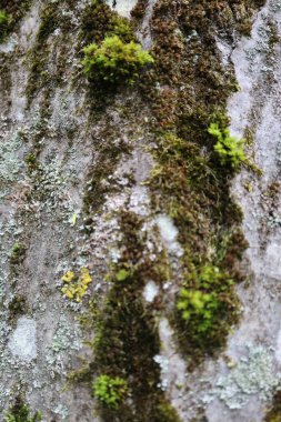 Taş yosunların üzerinde yosun ve ağaç kabuğundaki liken ormanda yetişen güzel yosunların yakın görüntüsü ağaçta yetişen yeşil yosunların.