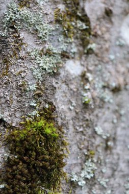 Ağaç kabuğunda yosun ve yosun. Ağaçta yetişen güzel yosunların yakın görüntüsü. Ağaçta yetişen yeşil yosunların.