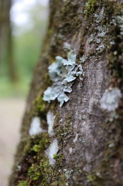Ormanda yetişen güzel yosunların yakın görüntüsü. Ağaçta yetişen yeşil yosunlara yakın.