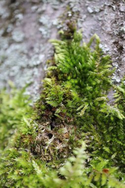 Ağaçta yosun var. Ağaçta yetişen yeşil yosunların yakınında.