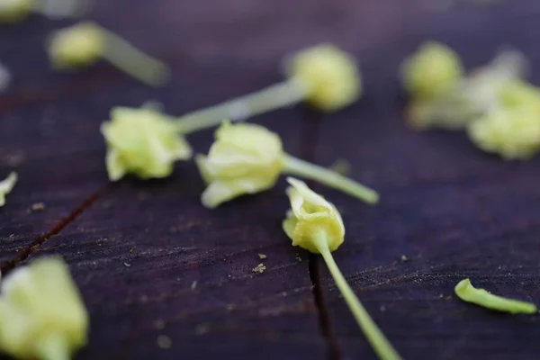 Bahçedeki güzel çiçekler