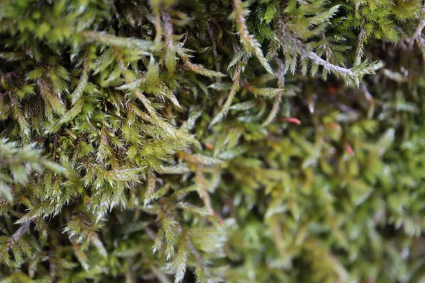 Doğada yosun, bitki örtüsü, yosun ve yosun ağaçta yetişen güzel yosunların yakın görüntüsü ağaçta yetişen yeşil yosun.