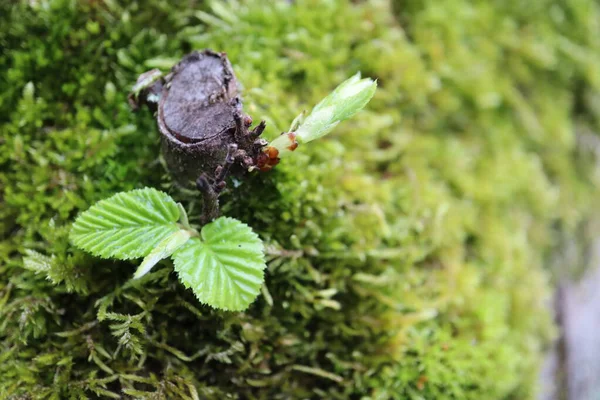 Ağaçta yetişen yeşil yapraklar, bitki örtüsü, yosun ve yosun. Ağaçta yetişen güzel yosunların yakından görünüşü.