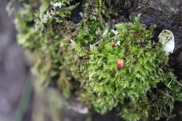 Ağaç kabuğunda yosun ve yosun. Ağaçta yetişen güzel yosunların yakın görüntüsü. Ağaç gövdesinde yetişen kırmızı ve beyaz mantarın yakın plan görüntüsü.